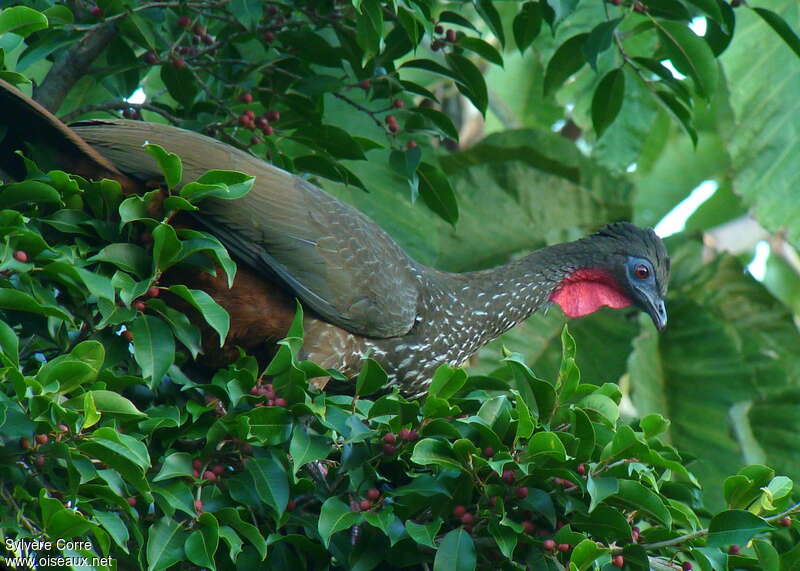 Pénélope panachéeadulte, pigmentation, mange