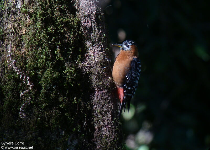 Pic à ventre fauve femelle adulte, identification