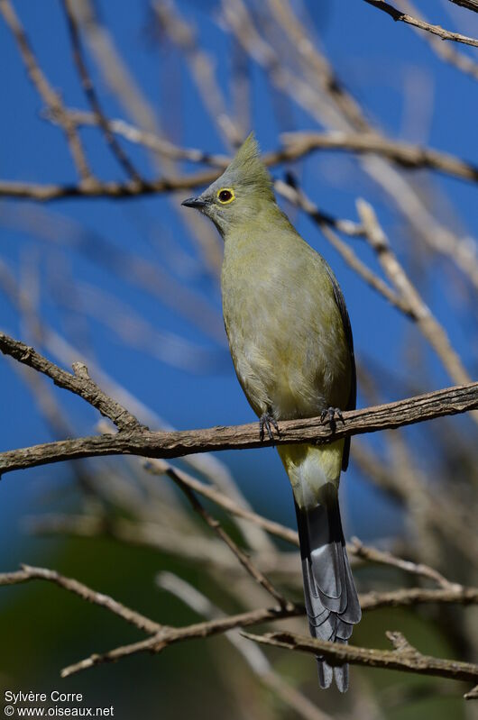 Long-tailed Silky-flycatcherFirst year