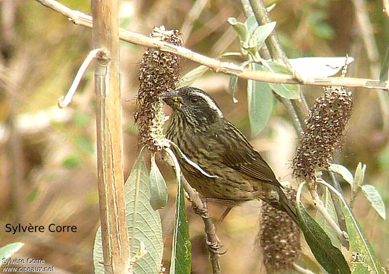 Roselin à ailes tachetées femelle