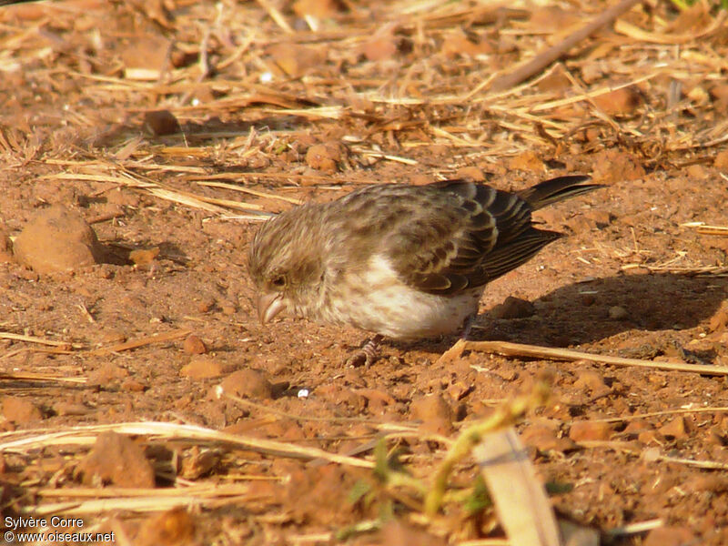 Serin à croupion blanc