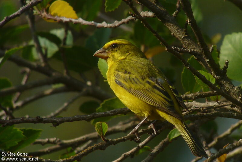 Serin soufré