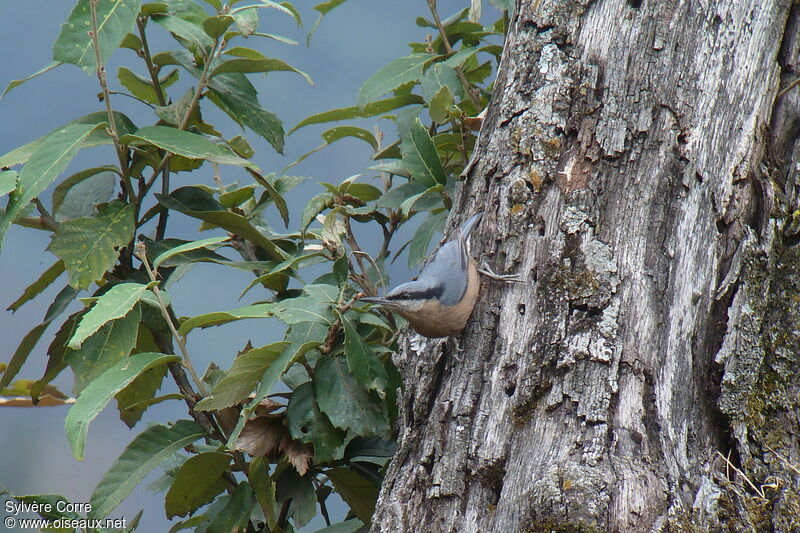 White-tailed Nuthatchadult, habitat