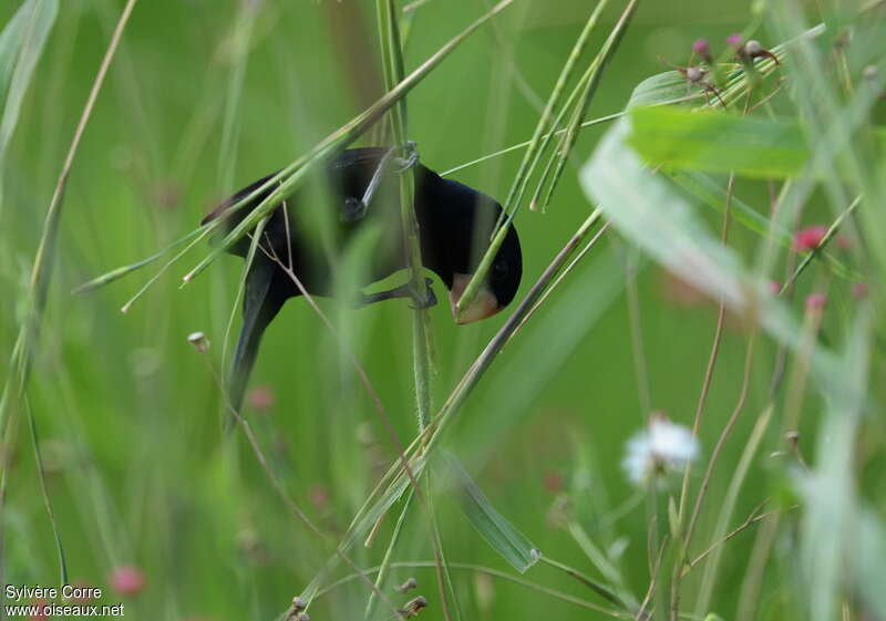 Nicaraguan Seed Finch male adult, habitat, eats