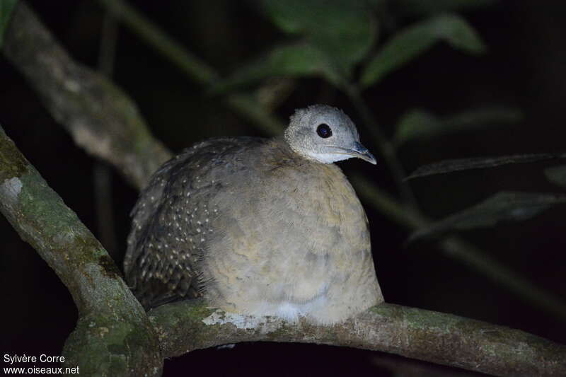 Tinamou à gorge blanche, identification