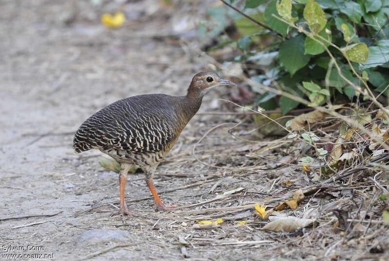 Tinamou cannelle, identification