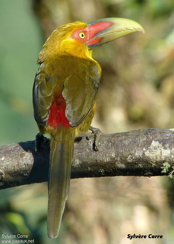 Toucan de Baillonadulte