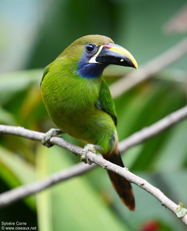 Toucanet à gorge bleueadulte