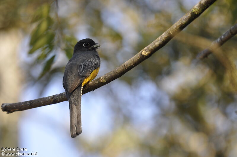 Trogon à lunettes jaunes femelle adulte