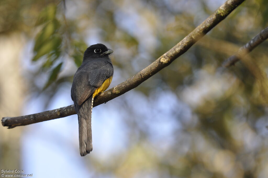 Trogon pattu