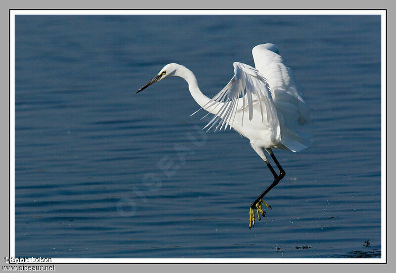 Aigrette garzette