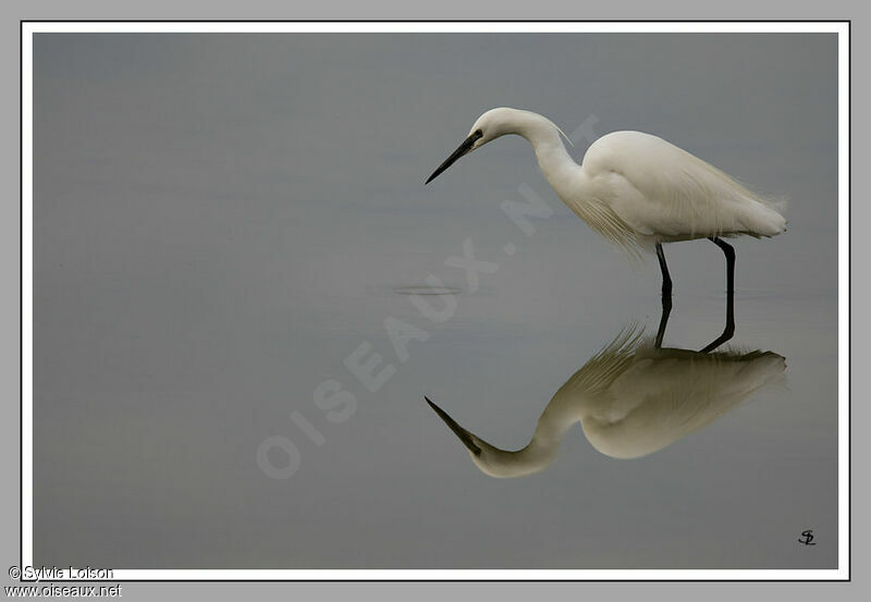 Aigrette garzette