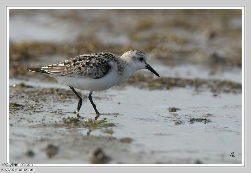 Bécasseau sanderling