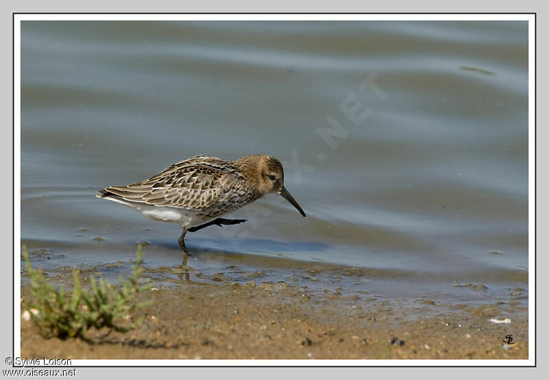 Bécasseau variable