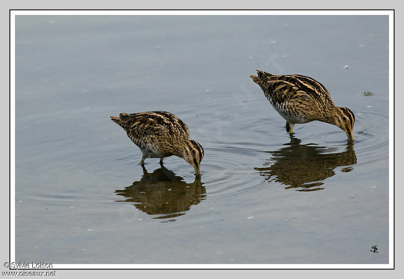 Common Snipe