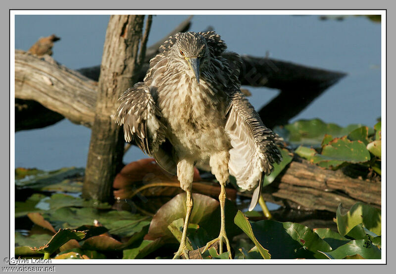 Black-crowned Night Heron