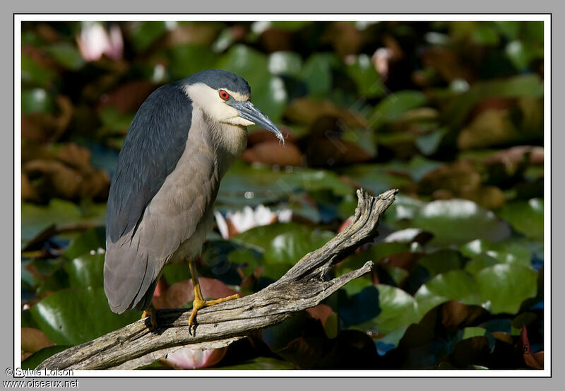 Black-crowned Night Heron