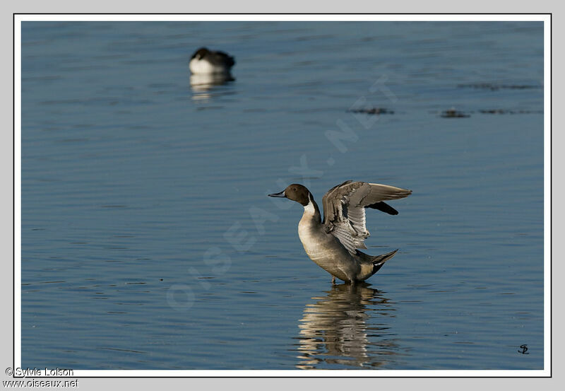 Northern Pintail