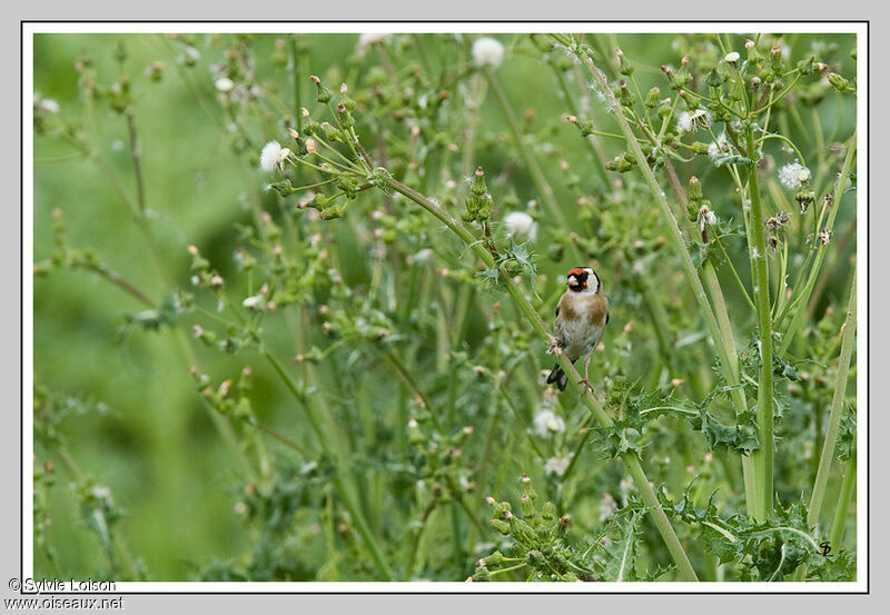 Chardonneret élégant