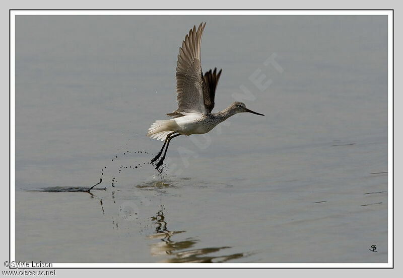 Common Greenshank