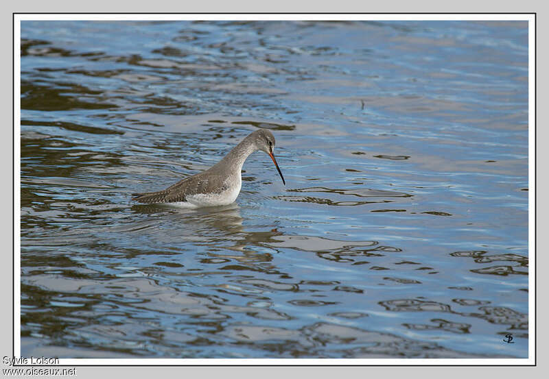 Spotted Redshankadult post breeding, fishing/hunting