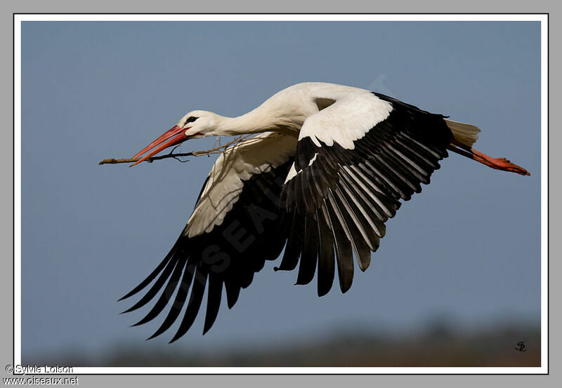 Cigogne blanche, identification, Vol, Nidification