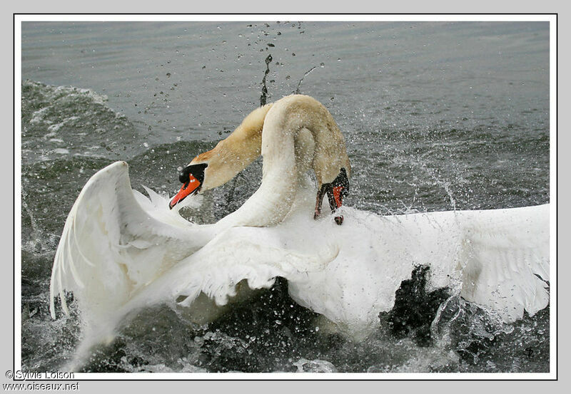 Cygne tuberculé