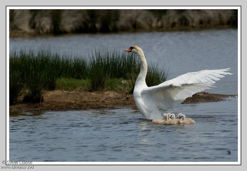 Cygne tuberculé