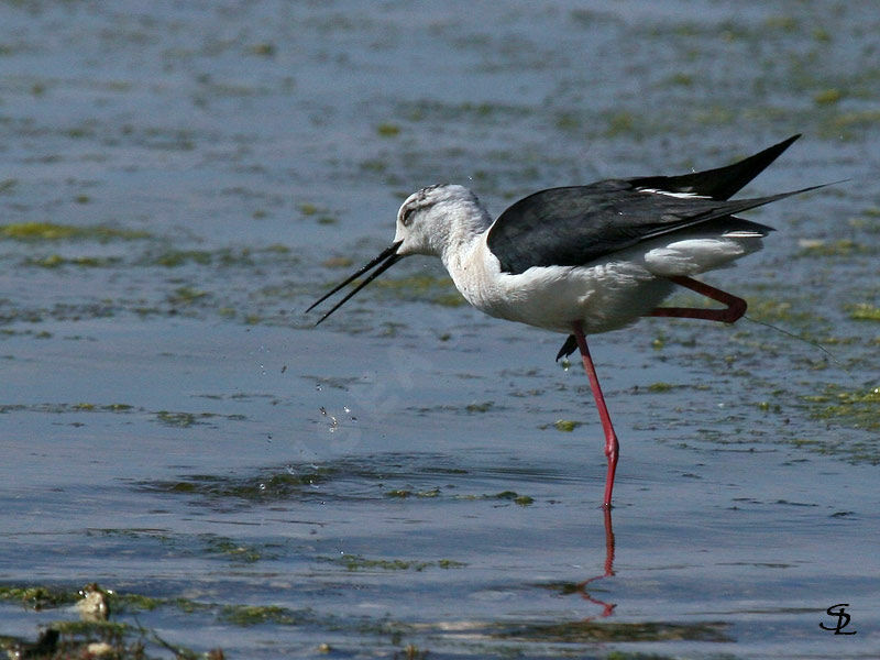 Black-winged Stilt