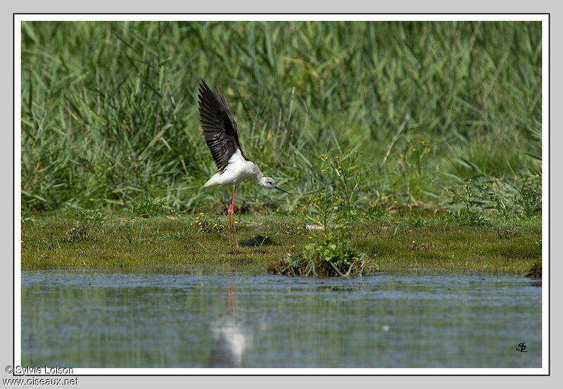 Échasse blanche