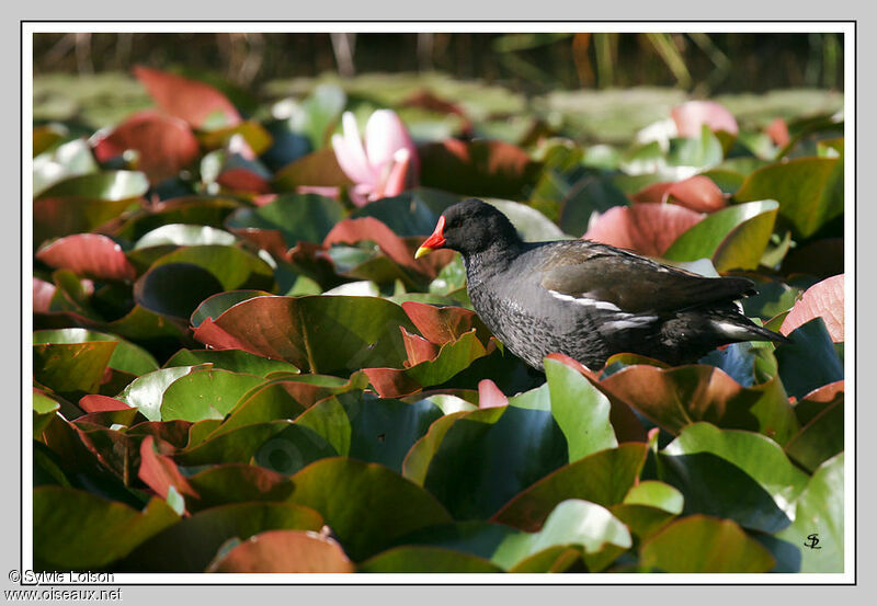 Gallinule poule-d'eau