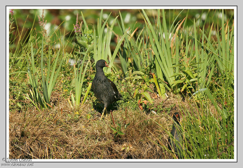 Gallinule poule-d'eau