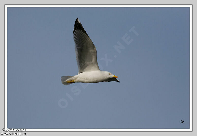 Yellow-legged Gull