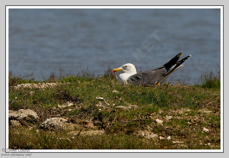 Yellow-legged Gull