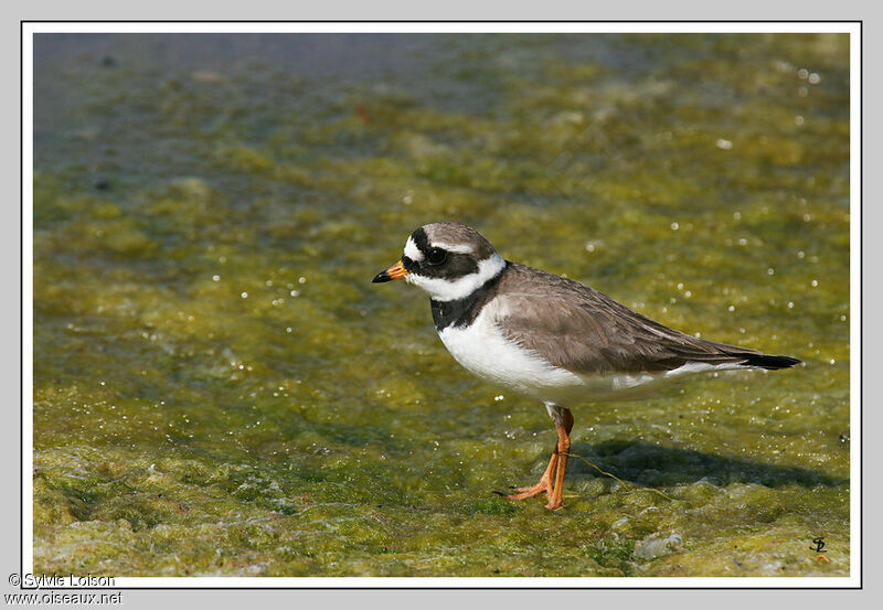 Common Ringed Plover