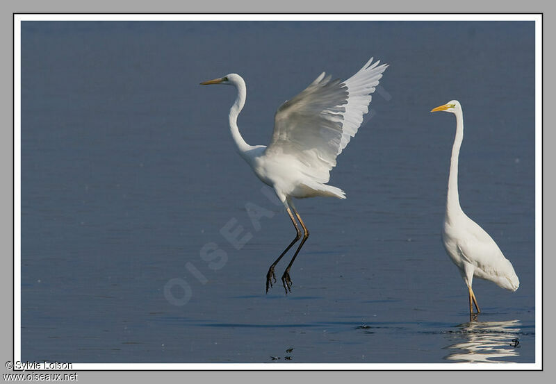 Great Egret