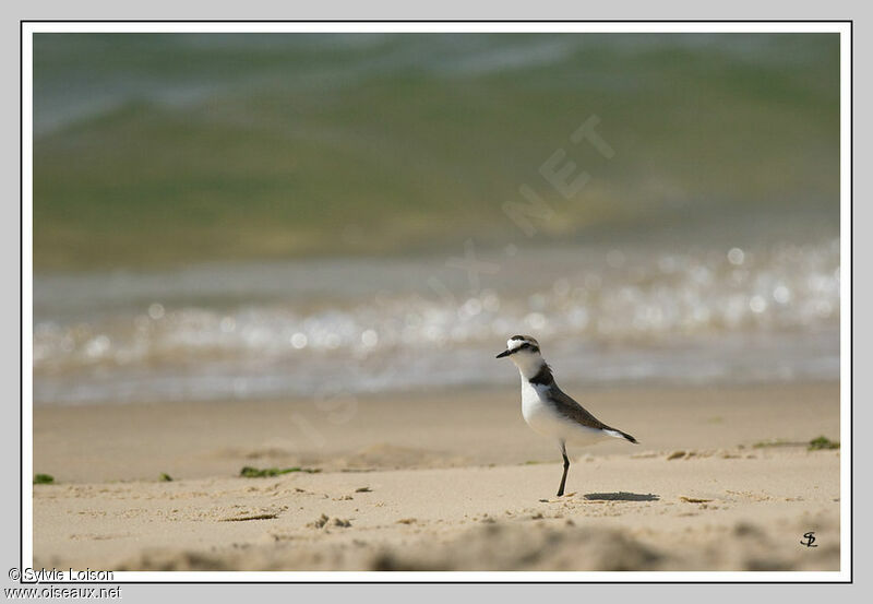 Kentish Plover