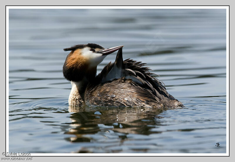 Great Crested Grebe