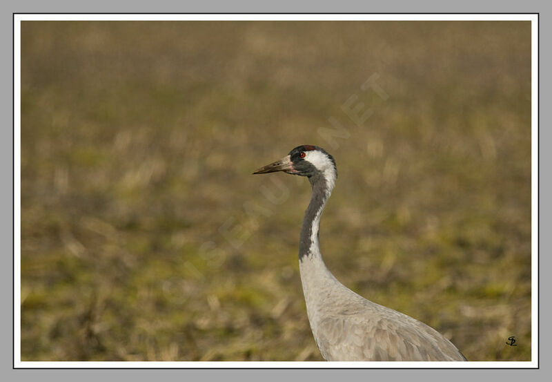 Common Crane