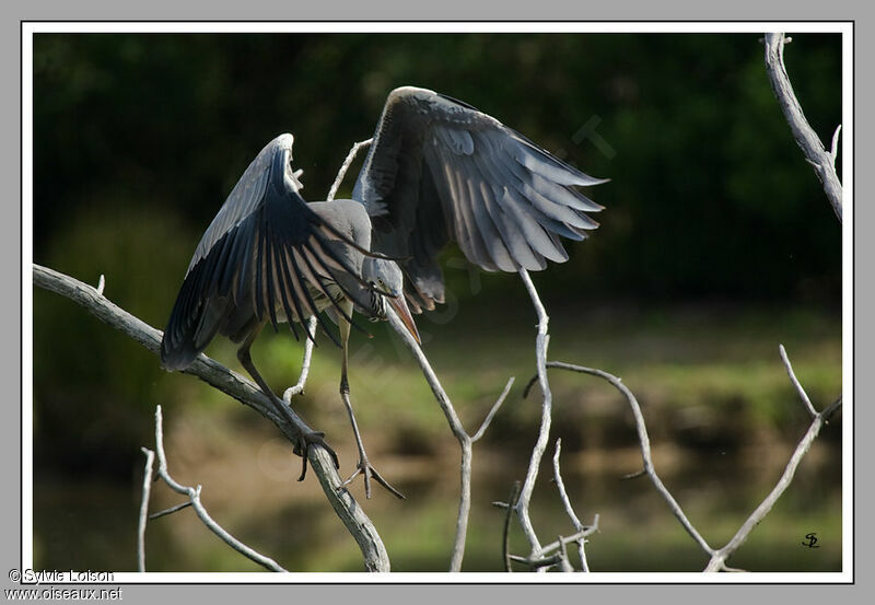 Grey Heron