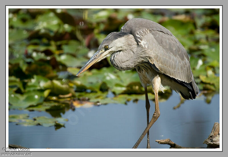 Grey Heron