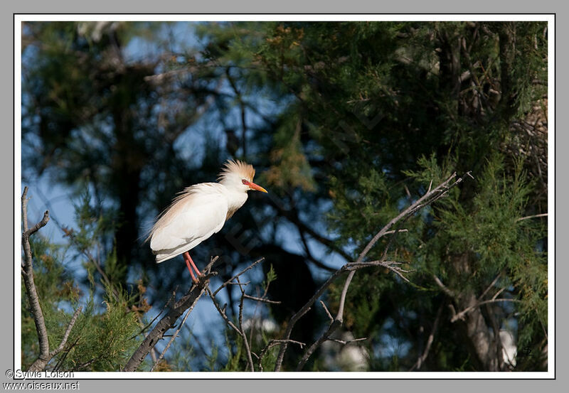 Western Cattle Egret