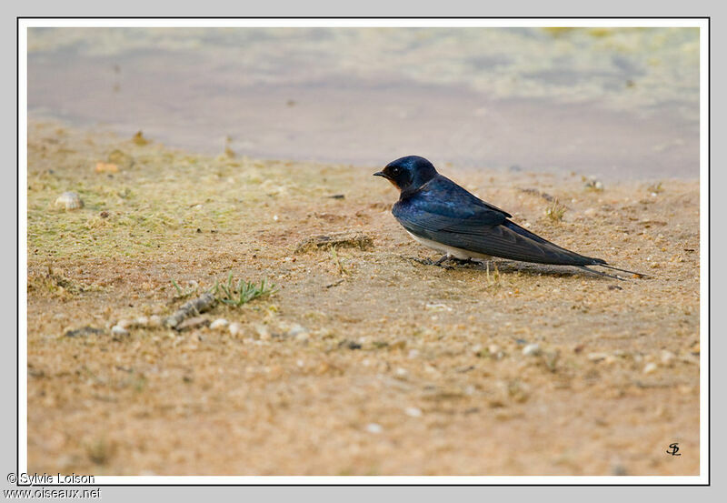 Barn Swallow