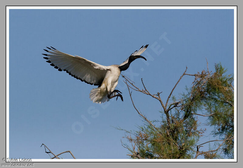 African Sacred Ibis