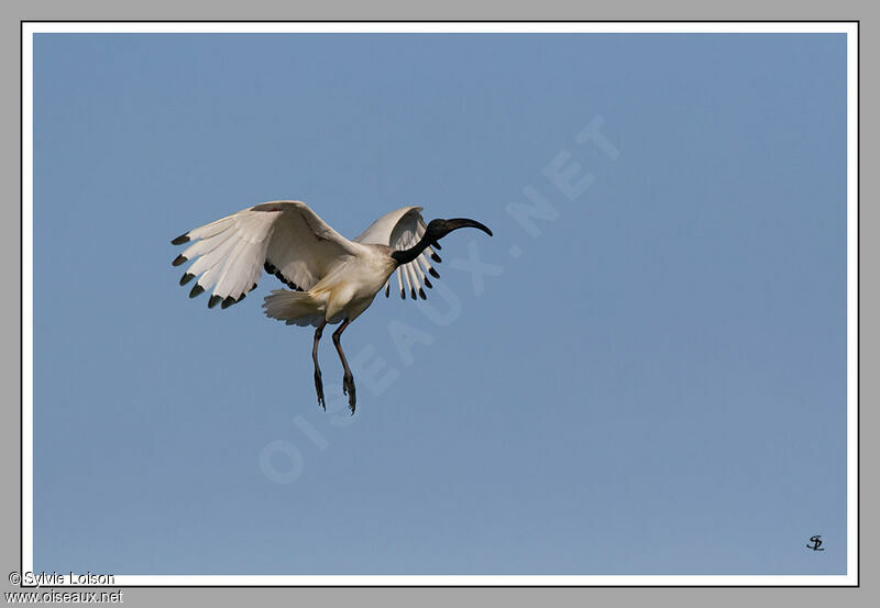 Ibis sacré