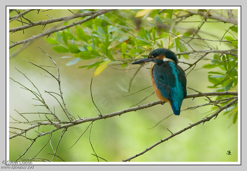 Common Kingfisher