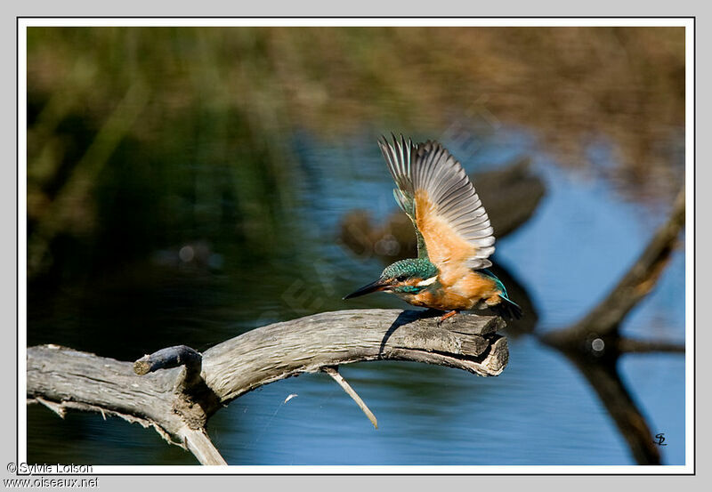 Common Kingfisher