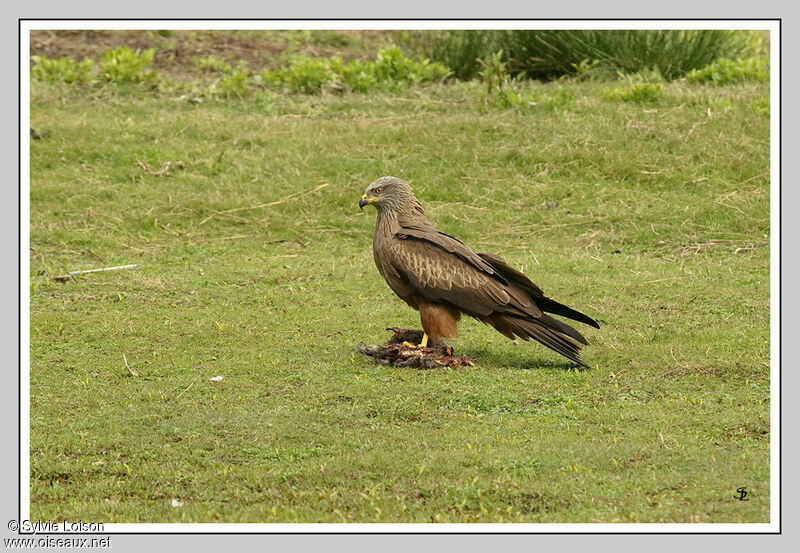 Black Kite