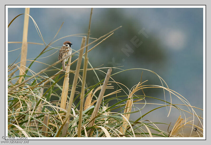 Eurasian Tree Sparrow