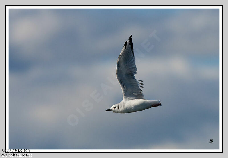 Mouette de Bonaparte